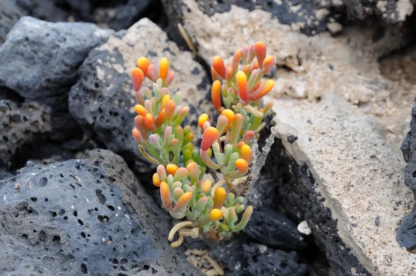 Plante succulente sur pierres volcaniques — Photo
