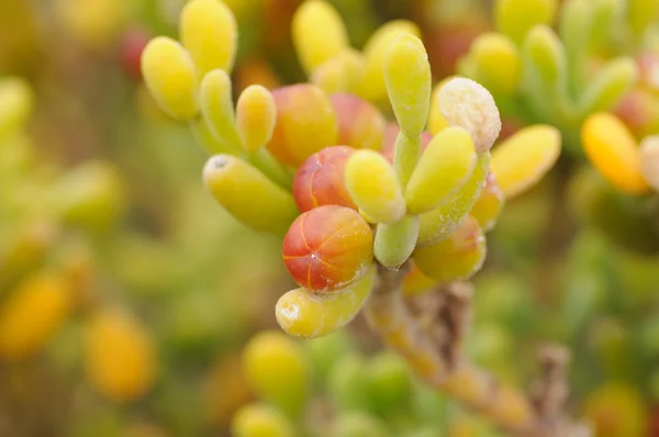 Closeup of a succulent plant in the salt meadow — Stock Photo, Image