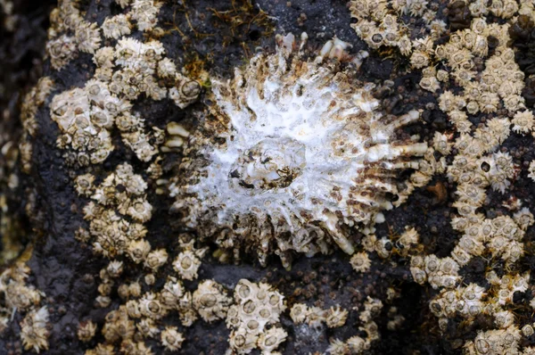 Concha fossilizada na costa de Fuerteventura, Espanha — Fotografia de Stock