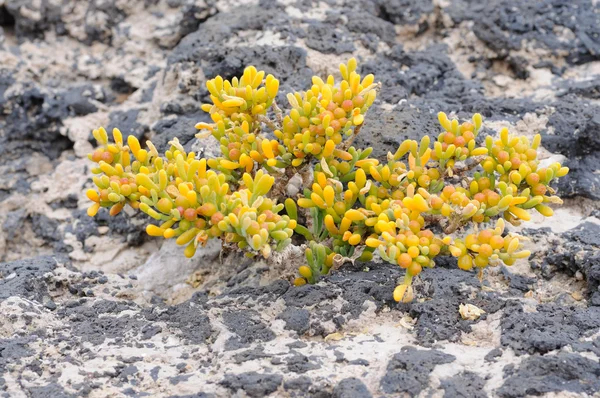 Sukkulente Pflanze auf Lavaboden, fuerteventura — Stockfoto