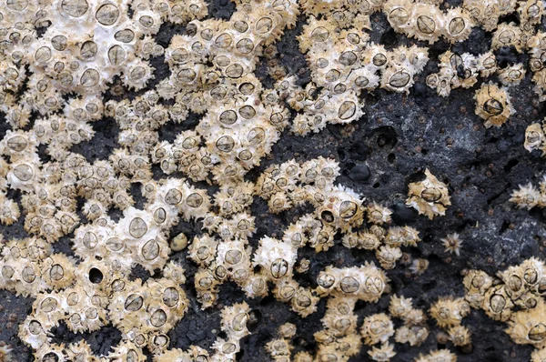 Fossilized shells on the coast of Fuerteventura, Spain — Stok fotoğraf