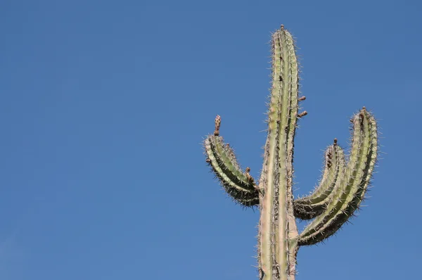 Cactus gigantes en el desierto — Foto de Stock