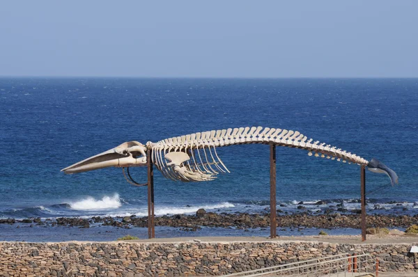 在富埃特文图拉西班牙巴塞罗纳的鲸鱼骨骼 — 图库照片