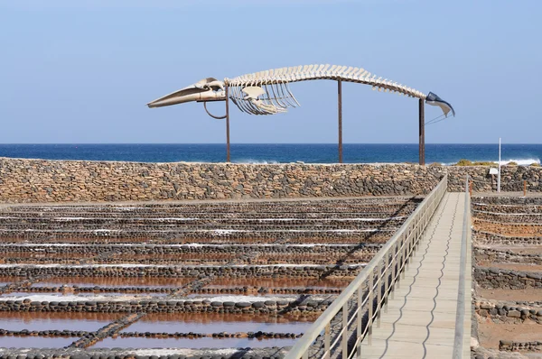 クジラの骨格とフエルテベントゥラ島スペイン カレタ デ フステに生理食塩水 — ストック写真