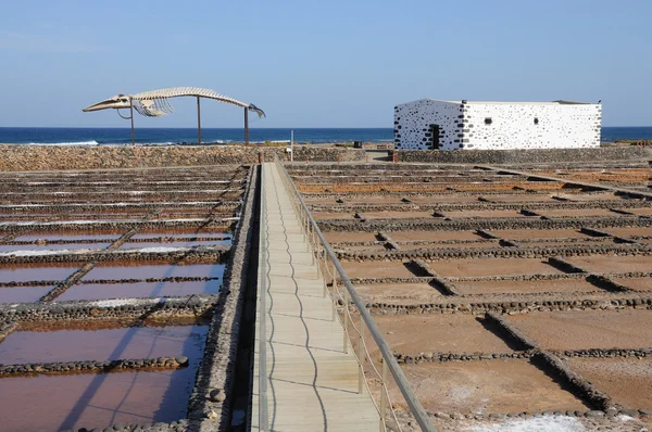 Scheletro di balena e soluzione salina a Fuerteventura Spagna — Foto Stock