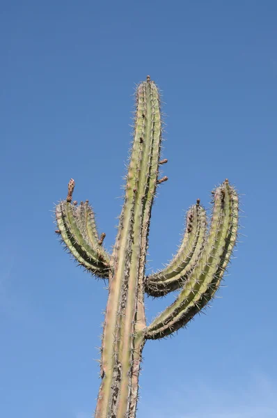 Riesen-Kaktus vor blauem Himmel — Stockfoto