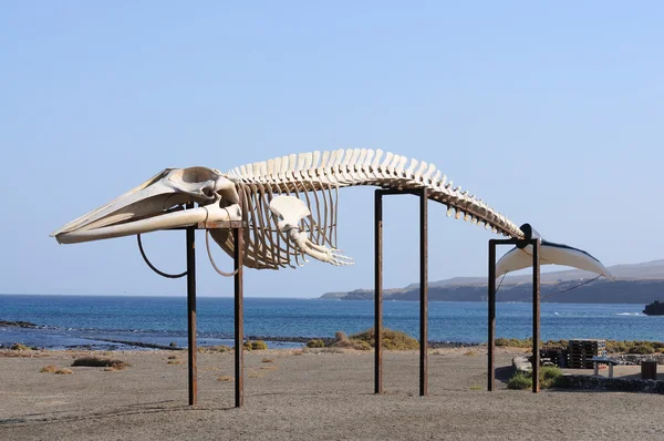 Whale skelett på canary ön fuerteventura, Spanien — Stockfoto