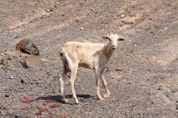 Goat on Canary Island Fuerteventura, Spagna — Foto Stock