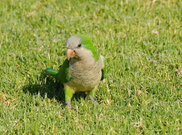 stock image Green parrot on the grass