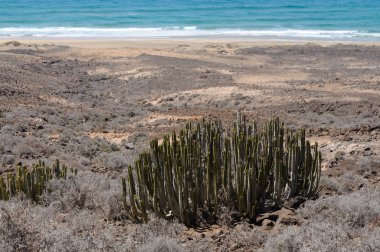 Euphorbia Canariensis on Canary Island Fuerteventura, Spain clipart