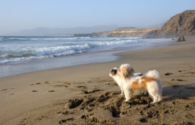 Dogs waiting for their master by the ocean's edge clipart