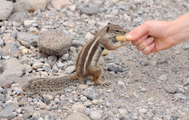 Feeding a cute squirrel clipart