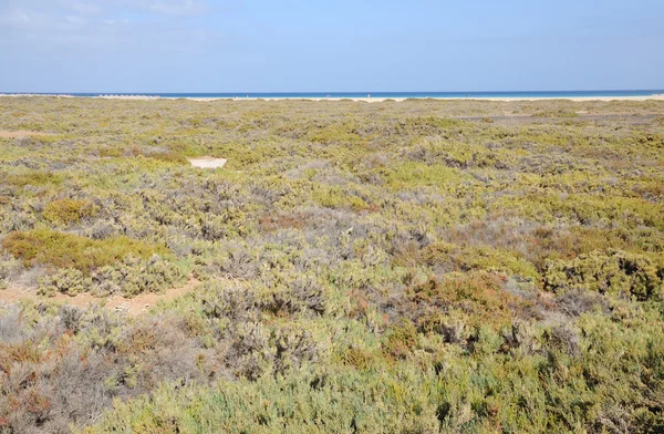 Sól łąka w jandia playa, fuerteventura, Wyspy Kanaryjskie, Hiszpania — Zdjęcie stockowe