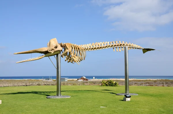 Bálna csontváza jandia playa, Kanári sziget Fuerteventura, Spanyolország — Stock Fotó