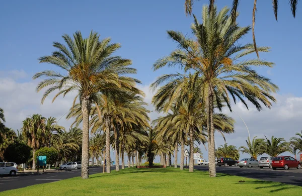 Palmiye ağaçları jandia playa, Kanarya Adası fuertenventura, İspanya — Stok fotoğraf