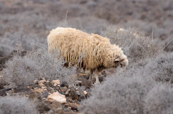 Schafe in den Bergen von Fuerteventura, Spanien — Stockfoto