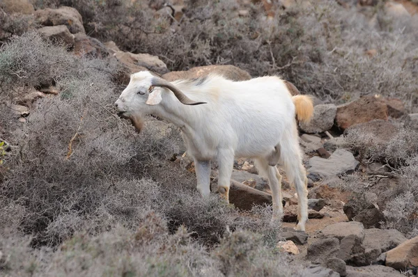 Grazing Goat on Canary Island Fuerteventura, Spain — Stock Photo, Image