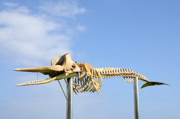Kostra velryby v jandia playa Kanárské ostrov fuerteventura, Španělsko — Stock fotografie