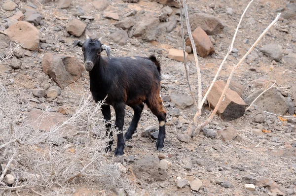 Grazing Goat on Canary Island Fuerteventura, Spain — Stock Photo, Image