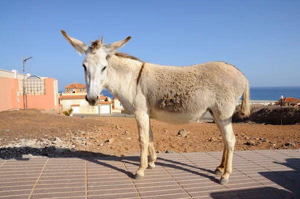 Donkey on Canary Island Fuerteventura, Spain — Stock Photo, Image