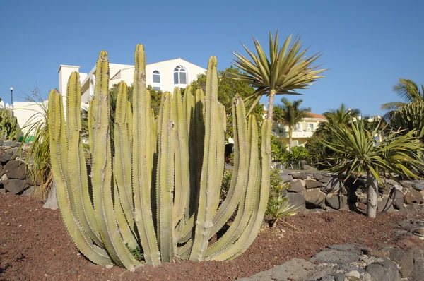 Kaktusz kert — Stock Fotó