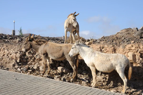 Ezels op Canarische eiland fuerteventura, Spanje — Stockfoto