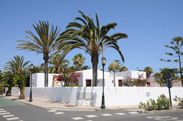 Palmiye ağaçlarında corralejo, Kanarya Adaları, İspanya — Stok fotoğraf