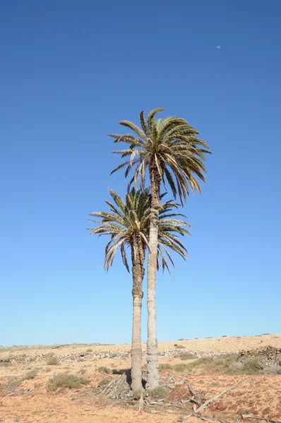 棕榈树上加那利岛富埃特文图拉，西班牙 — 图库照片