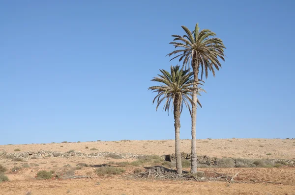 Krajina s palm stromy na Kanárské ostrov fuerteventura, Španělsko — Stock fotografie