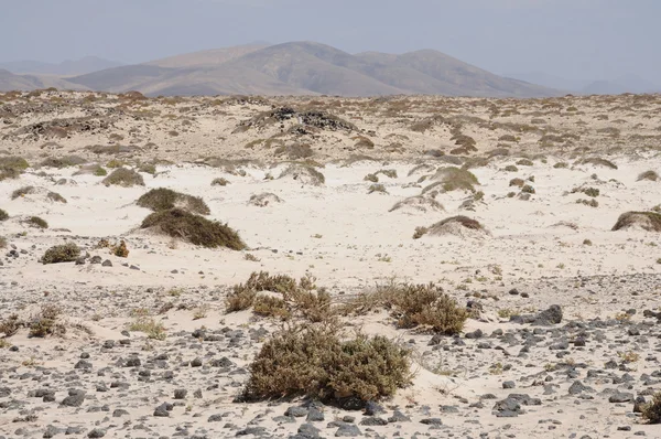 Landscape on the Canary Island Fuerteventura, Spain — Stock Photo, Image