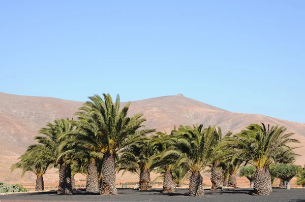 Palmbomen op de Canarische eiland fuerteventura, Spanje — Stockfoto