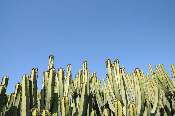 Cacti in the desert — Stock Photo, Image