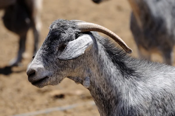 Goat on Canary Island Fuerteventura, Spain — Stock Photo, Image