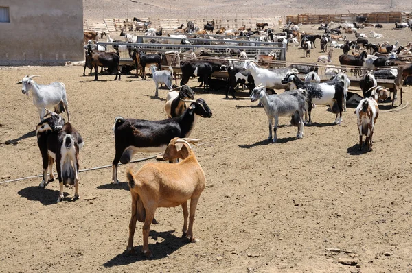 Fattoria di capre sull'isola delle Canarie Fuerteventura, Spagna — Foto Stock