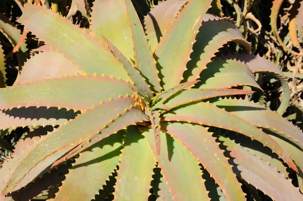 Fechar de uma planta de Aloe Vera — Fotografia de Stock