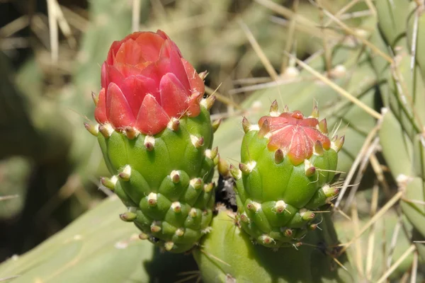 Closeup of a beautiful cactus flower — Stock Photo, Image
