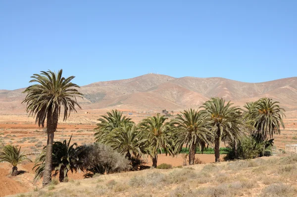 Palm Trees on Canary Island Fuerteventura, Spain — Stock Photo, Image