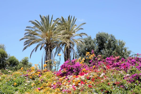 Flores vibrantes en Fuerteventura, Islas Canarias España — Foto de Stock