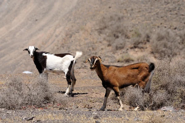 Goats on Canary Island Fuerteventura, Spain — Stock Photo, Image