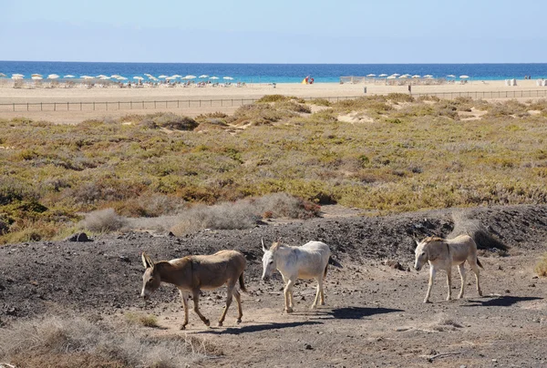 Esel in jandia playa, kanarische insel fuerteventura — Stockfoto
