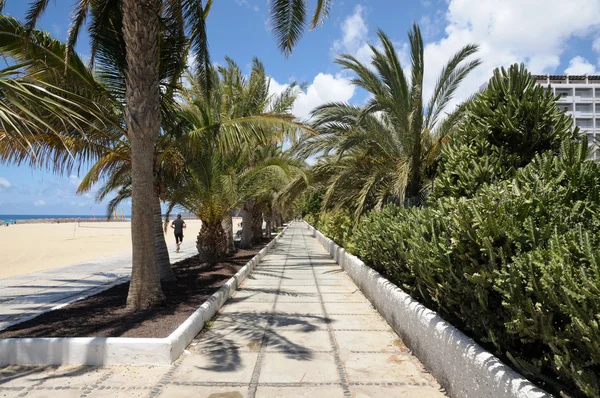 Palmiye ağaçları, playa del matorral, fuerteventura, İspanya — Stok fotoğraf