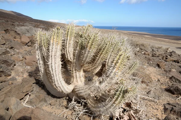 Kaktus på canary ön fuerteventura, Spanien — Stockfoto