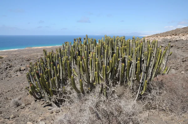 Euphorbia Canariensis sur l'île des Canaries Fuerteventura, Espagne — Photo