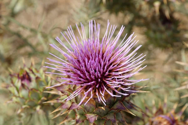 Closeup de uma flor de planta do deserto em Fuerteventura, Espanha — Fotografia de Stock