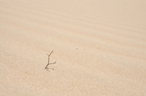 Plante désertique dans le sable d'une dune — Photo