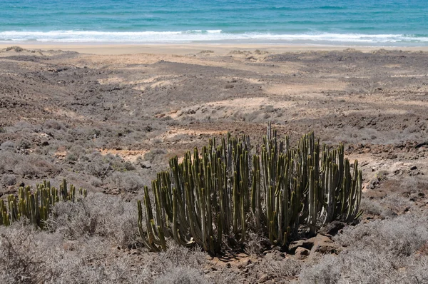 Euphorbia canariensis na Kanárské ostrov fuerteventura, Španělsko — Stock fotografie