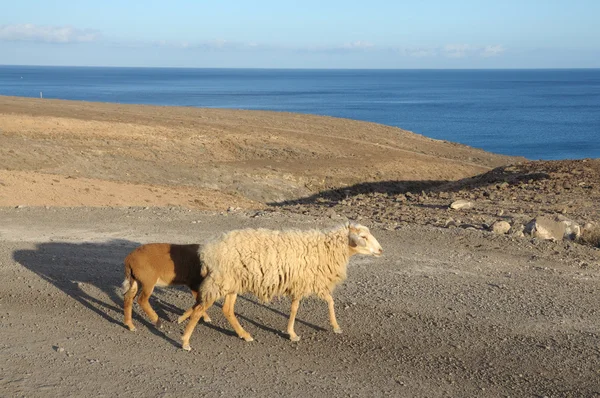 Ovelhas na estrada. Canary Island Fuerteventura, Espanha — Fotografia de Stock