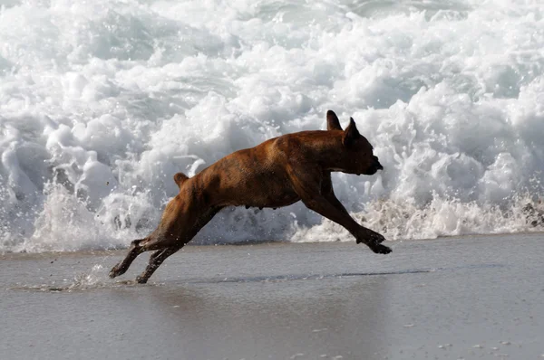 Cane che gioca sulla spiaggia — Foto Stock