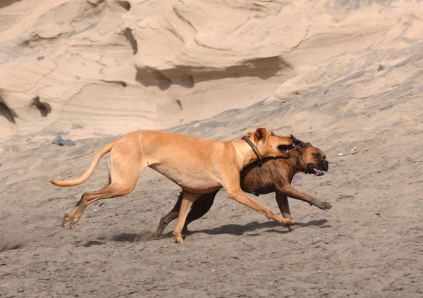 Two dogs playing on the beach — Stock Photo, Image