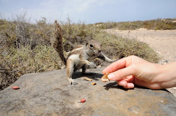 Voeden van een schattige eekhoorn — Stockfoto
